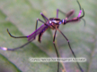 Mosquito