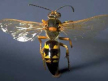 Cicada Killer
