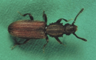 Merchant Grain Beetles